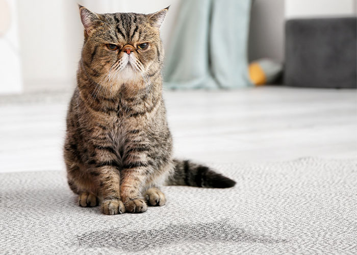 Cat sitting next to urine on carpet